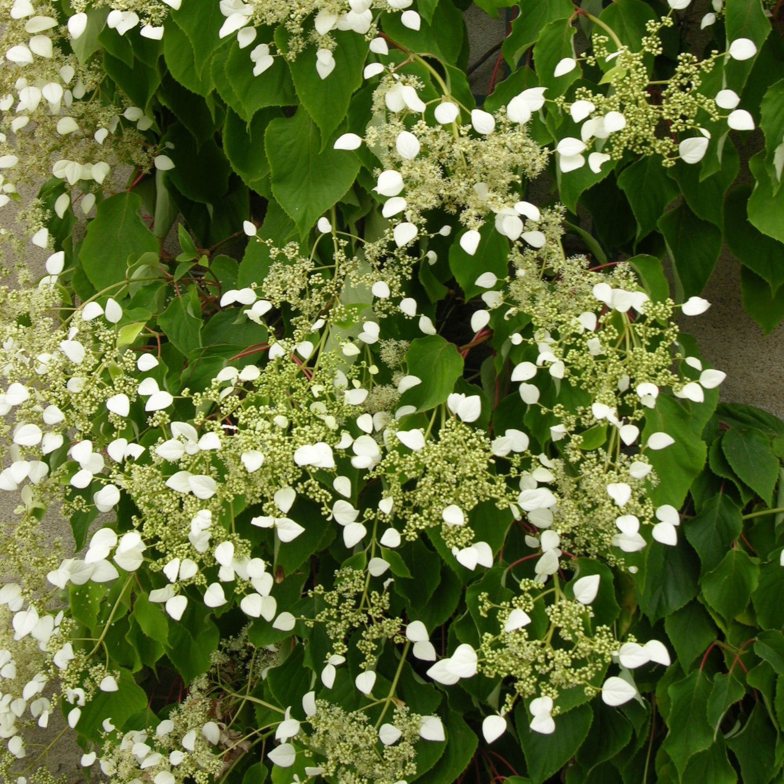 Vente Hortensia grimpant du Japon