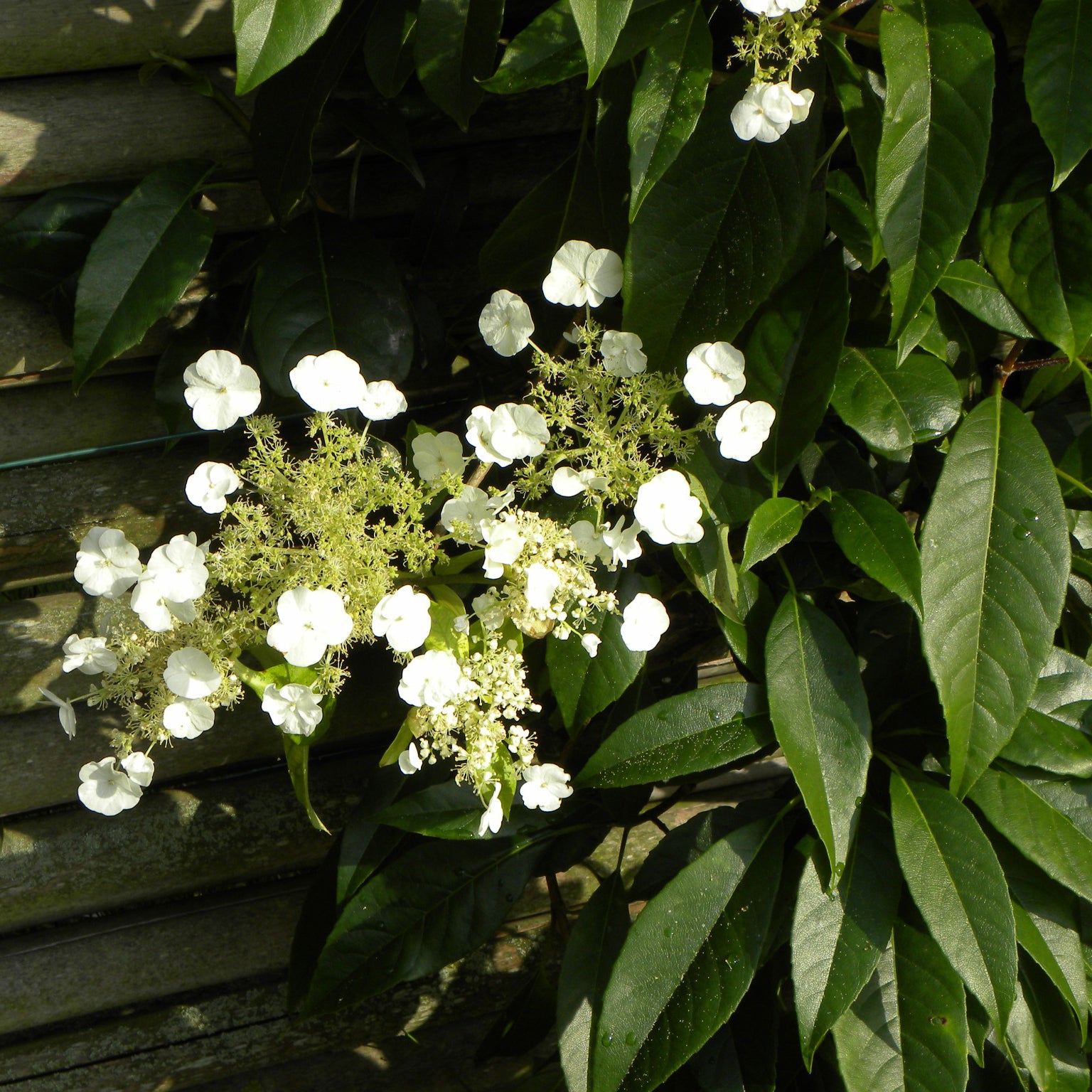 Hortensia grimpant et persistant - Willemse