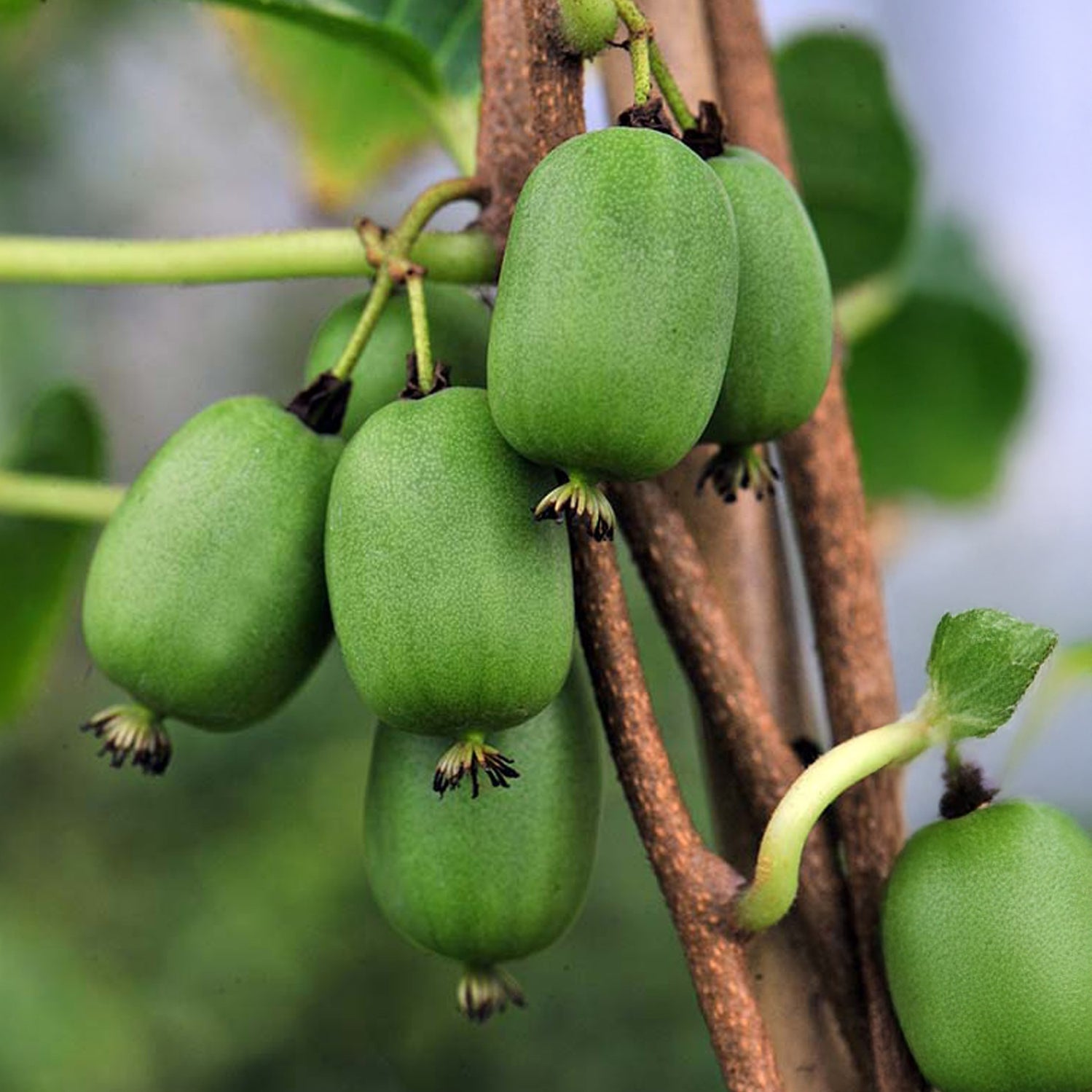 Kiwaï autofertile Vitikiwi® Kiwaï autofertile Vitikiwi®