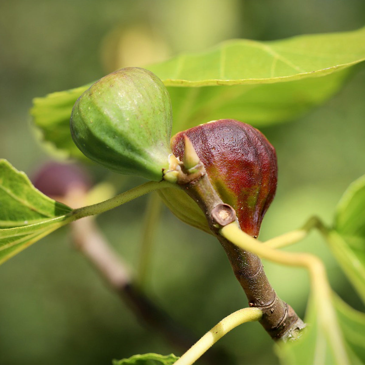 Figuier Violette Dauphine - Ficus carica Violette Dauphine - Willemse