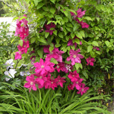 Clématite italienne Ernest Markham grimpante - Willemse