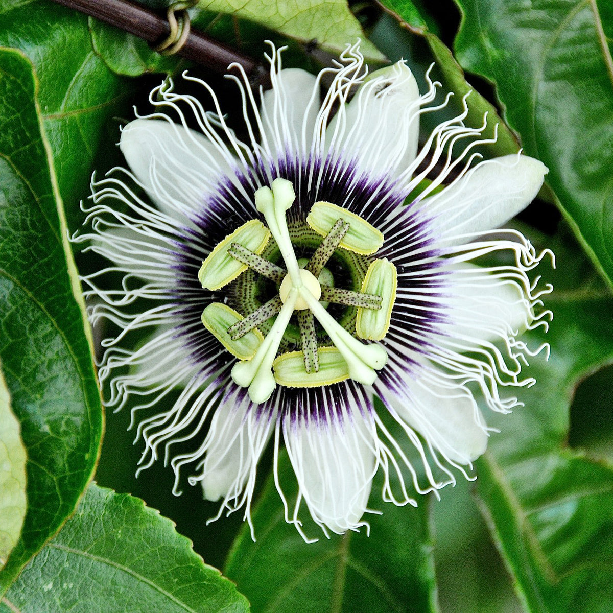 Fruit de la passion - Grenadille - Passiflora edulis - Willemse