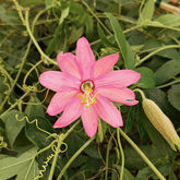 Passiflore banane - Willemse