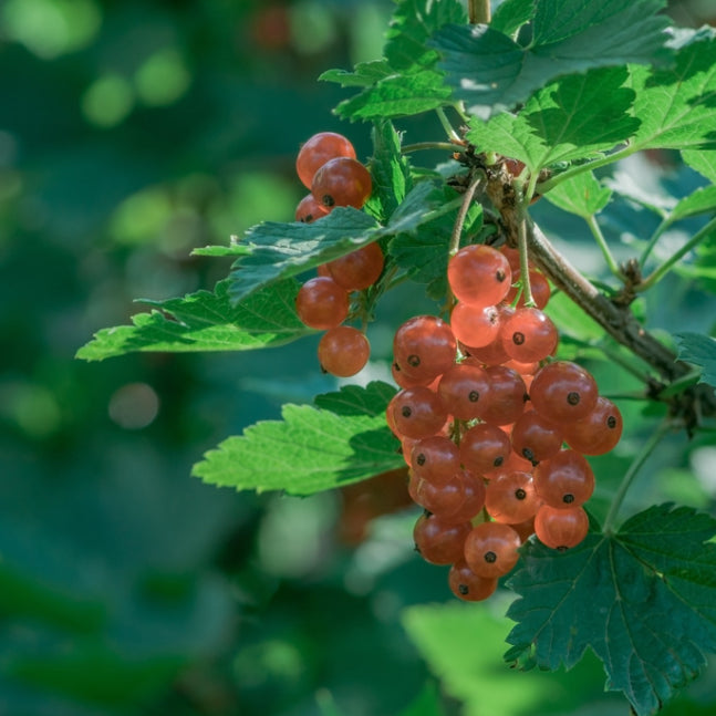 Groseillier Gloire des Sablons - Ribes rubrum Gloire des Sablons - Willemse