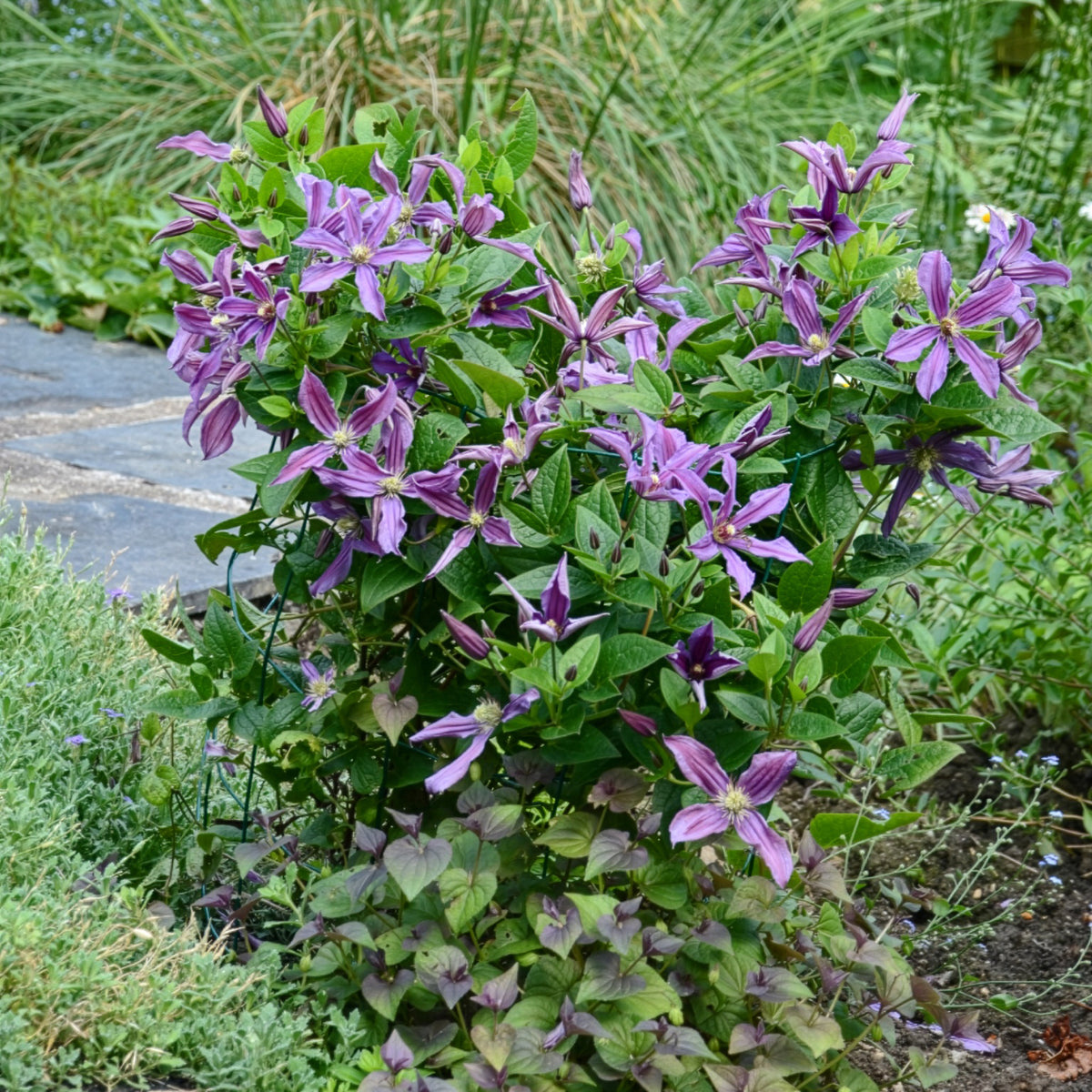 Clématite Saphyra® Estrella - Clematis integrifolia Saphyra® Estrella - Willemse
