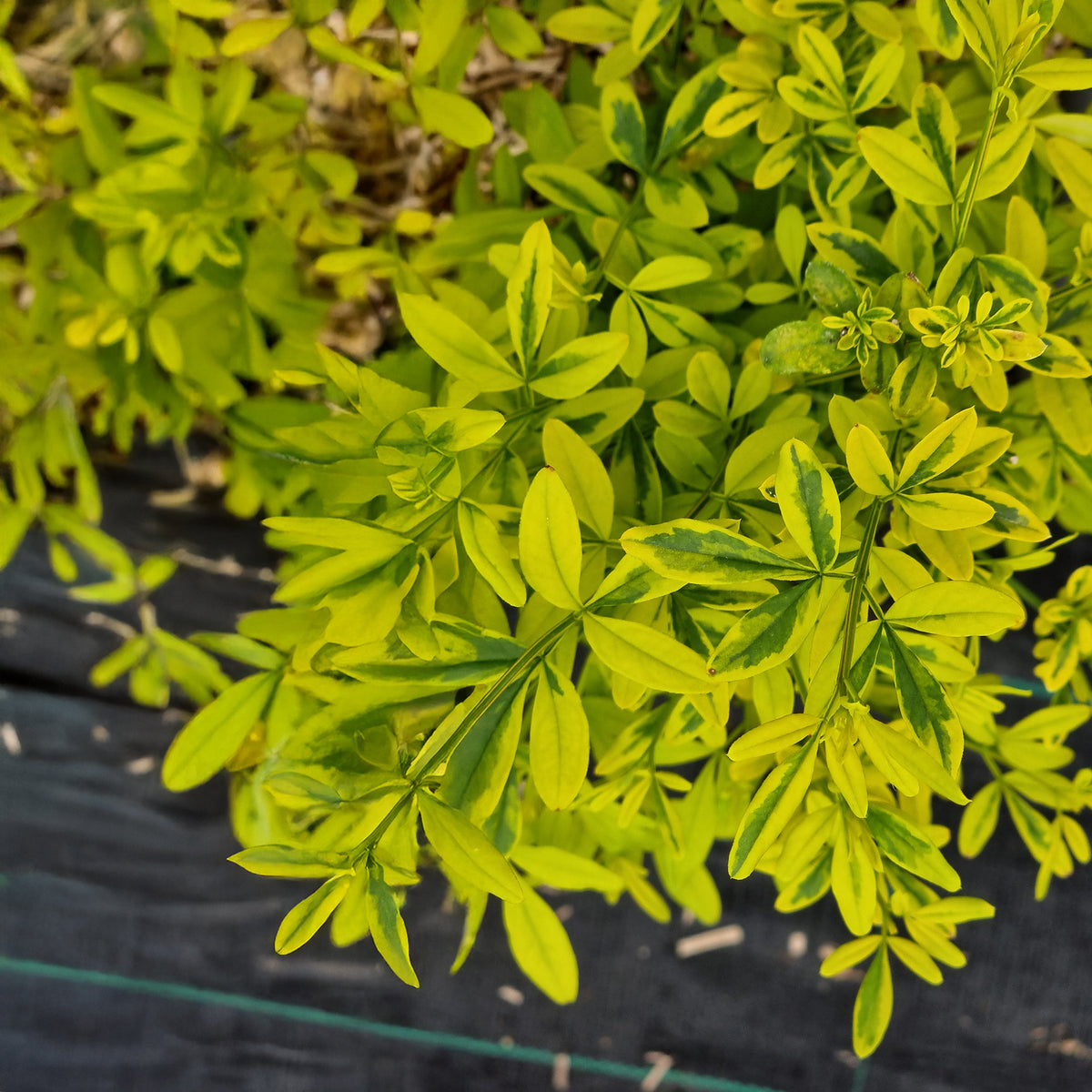 Jasmin primevère Gold Touch® - Jasminum mesnyi Gold Touch - Willemse