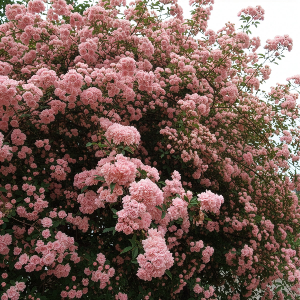 Rosier grimpant de Banks rose - Rosa banksiae Rosea - Willemse