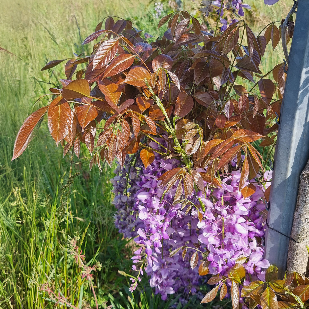 Glycine Blue Line® Copper Leo - Wisteria sinensis Blue Line® Copper Leo - Willemse