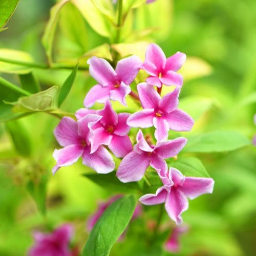 Jasmin Starry Summer Scent - Willemse