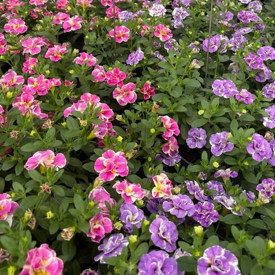 Collection de 6 Mini-pétunia Double Loopy - Calibrachoa Double Loopy Lavender + Pink - Willemse