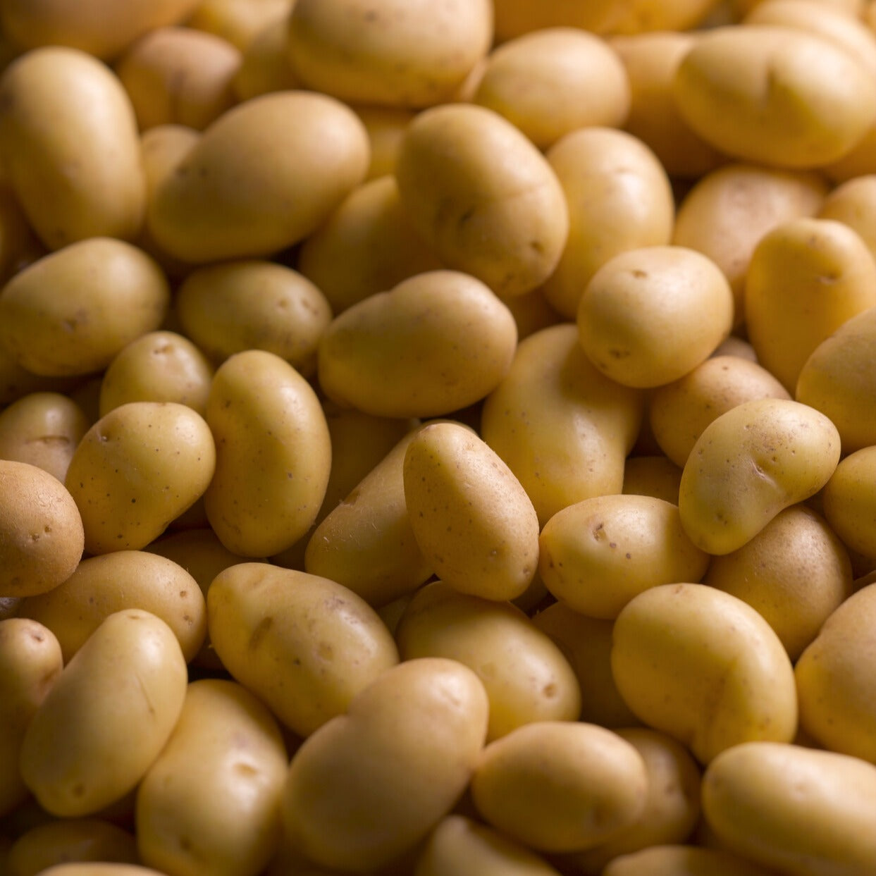 Solanum tuberosum charlotte - Pomme de terre Charlotte - Plants de Pommes de Terre