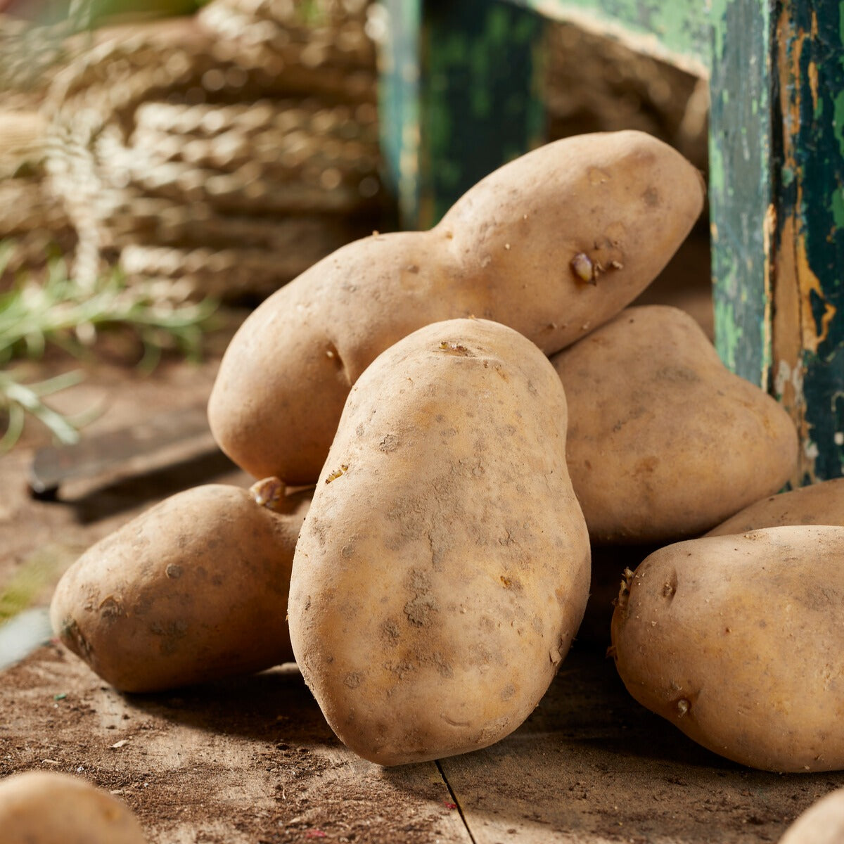 Solanum tuberosum bintje - Pomme de terre Bintje - Plants de Pommes de Terre