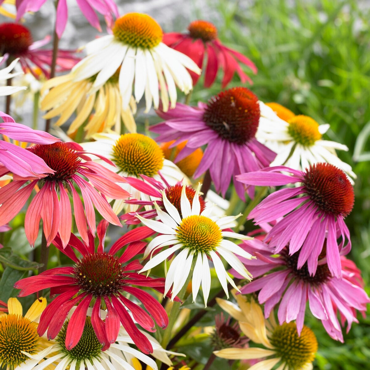 5 Marguerites Papillon en mélange