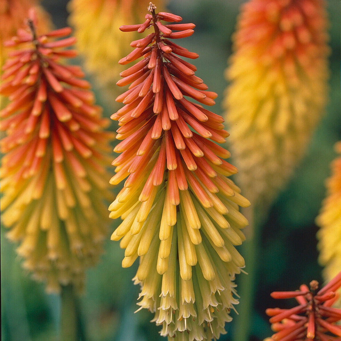 5 Tritomas - Kniphofia uvaria - Willemse