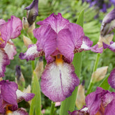 3 Iris de jardin remontant Autumn Encore - Willemse