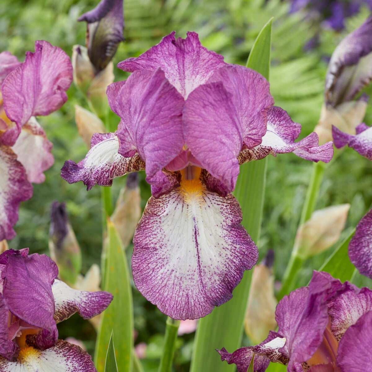 Iris germanica autumn encore, lovely again - Collection de 6 Iris remontants Autumn Encoree et Lovely Again - Fleurs vivaces