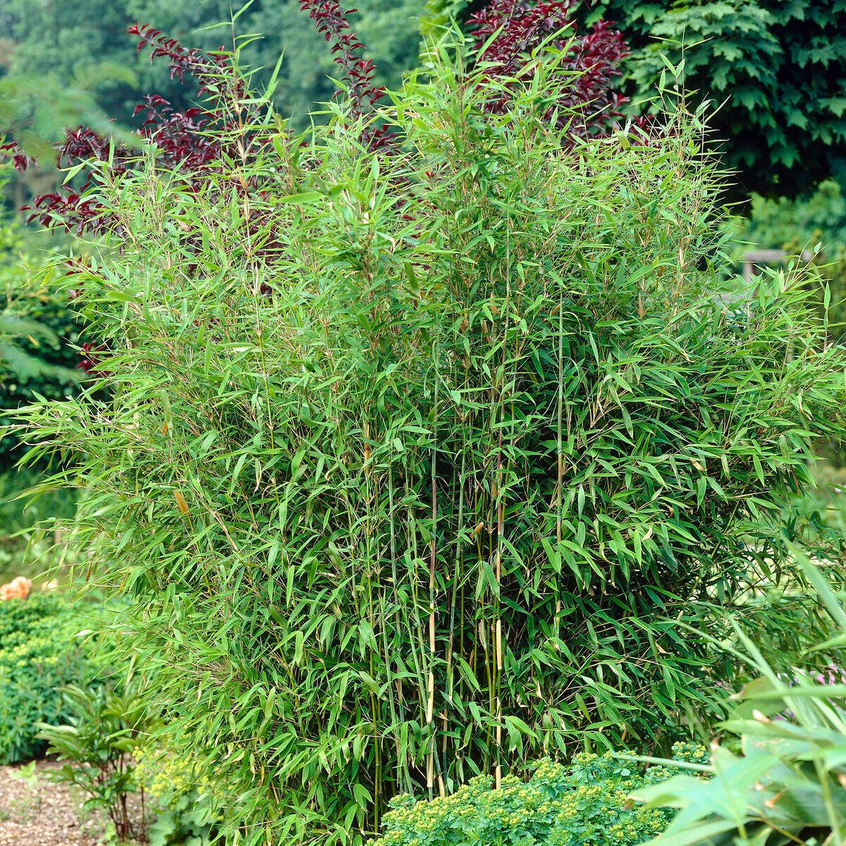 Bambou vert non-traçant - Arundinaria murielae