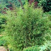 Bambou vert non-traçant - Willemse