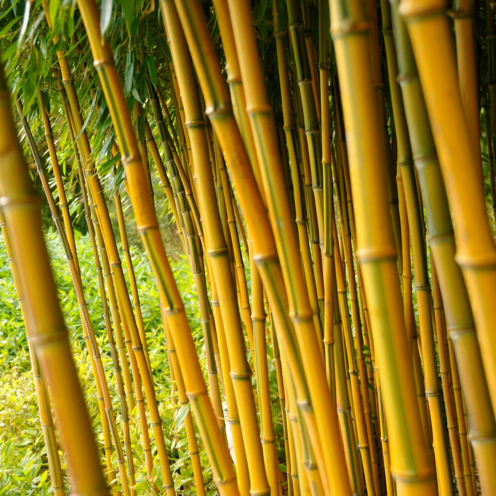 Bambou traçant panaché - Phyllostachys aureosulcata spectabilis - Willemse