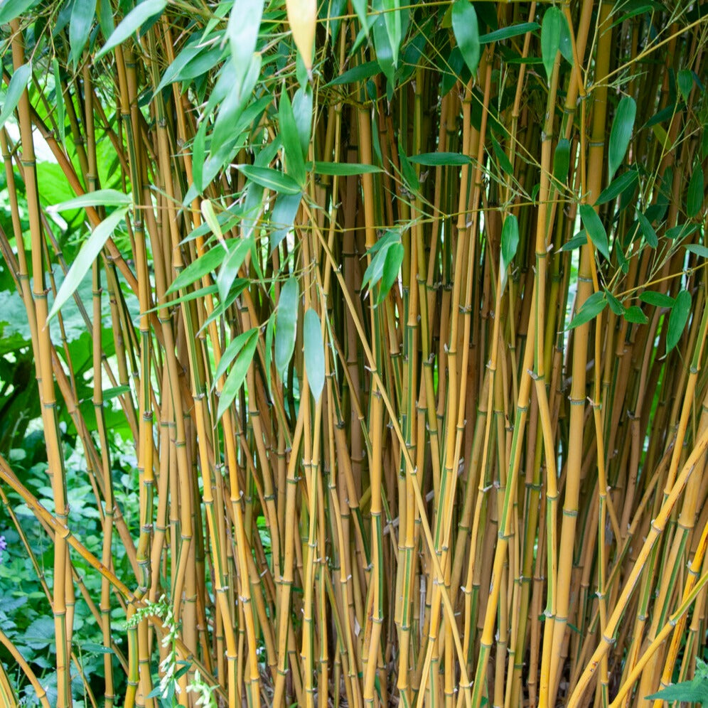 Vente Bambou traçant panaché - Phyllostachys aureosulcata spectabilis