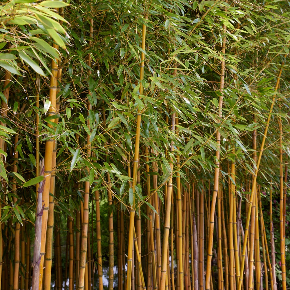 Bambous - Bambou traçant panaché - Phyllostachys aureosulcata spectabilis