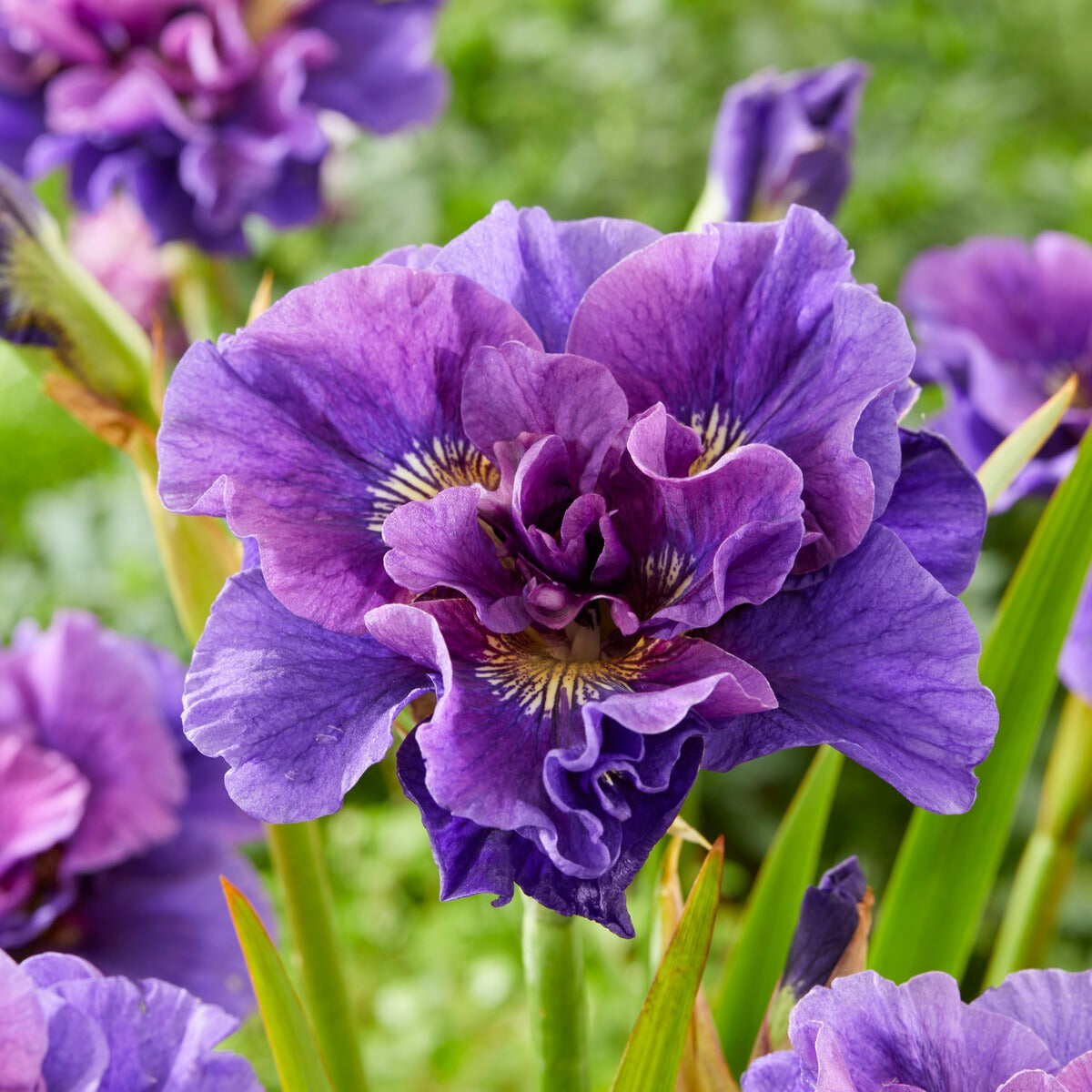 Iris sibirica Double Standard, Concord Crush, Pink Parfait - Collection de 6 Iris de Sibérie - Fleurs vivaces