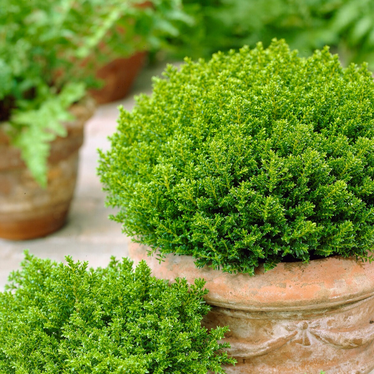 Hebe Emerald Green - Hebe Emerald Green - Willemse