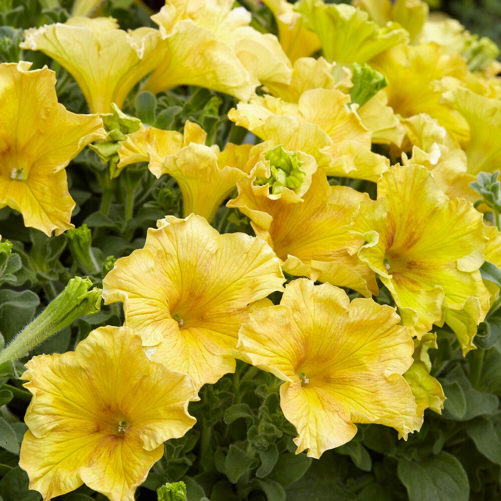 3 Pétunias géants jaunes - Petunia Happy Giant Yellow - Willemse