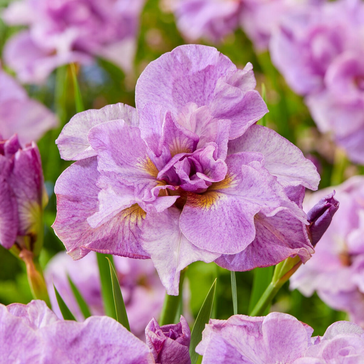 Fleurs vivaces - Collection de 6 Iris de Sibérie - Iris sibirica Double Standard, Concord Crush, Pink Parfait