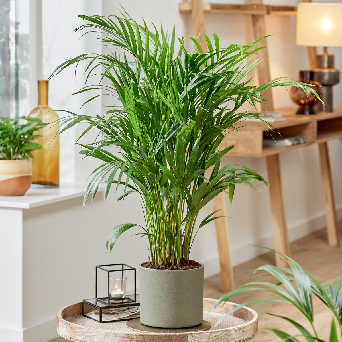 Areca - Palmier d'intérieur - Willemse