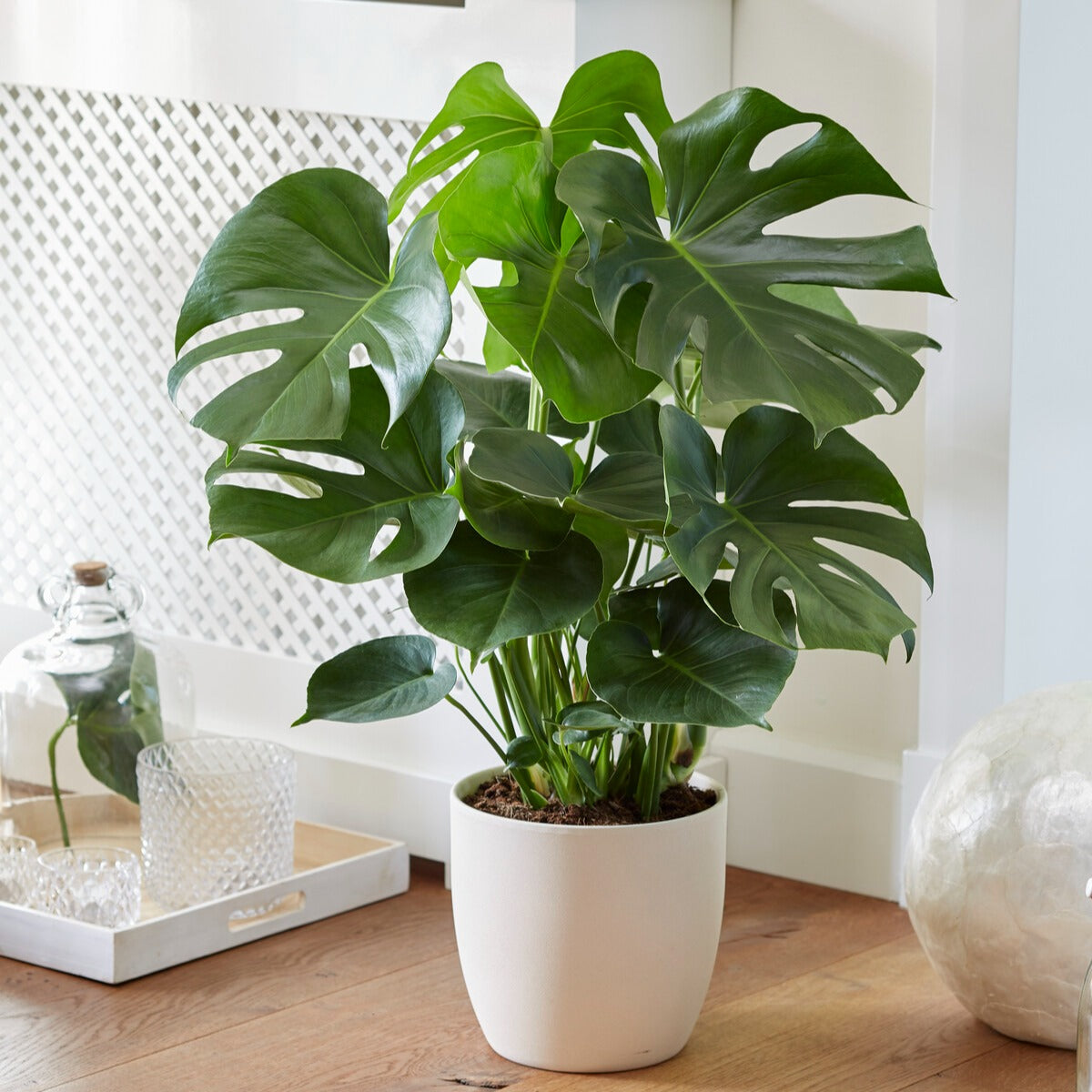 Philodendron Monstera deliciosa - Monstera deliciosa - Philodendron