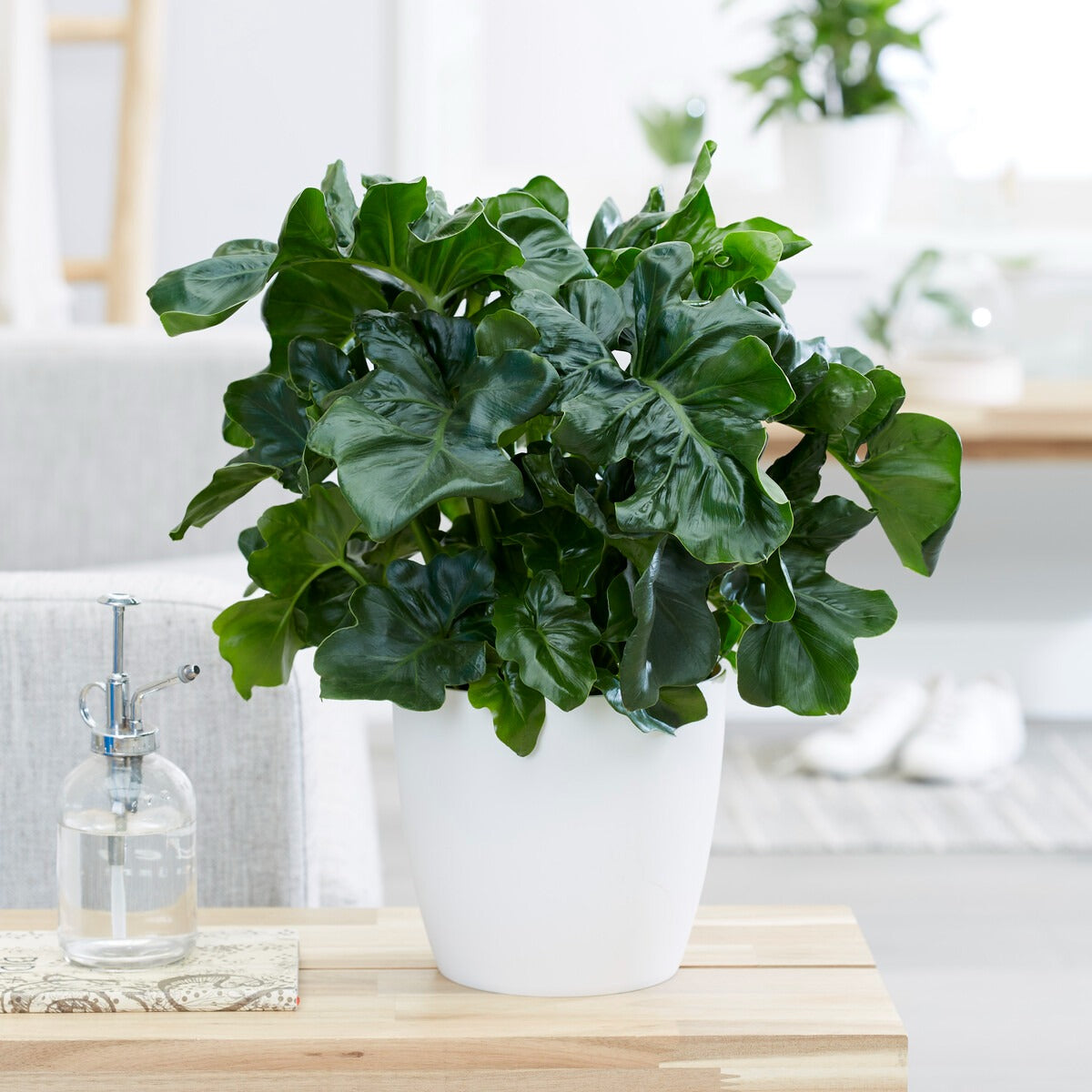 Philodendron Monstera Atom - Willemse