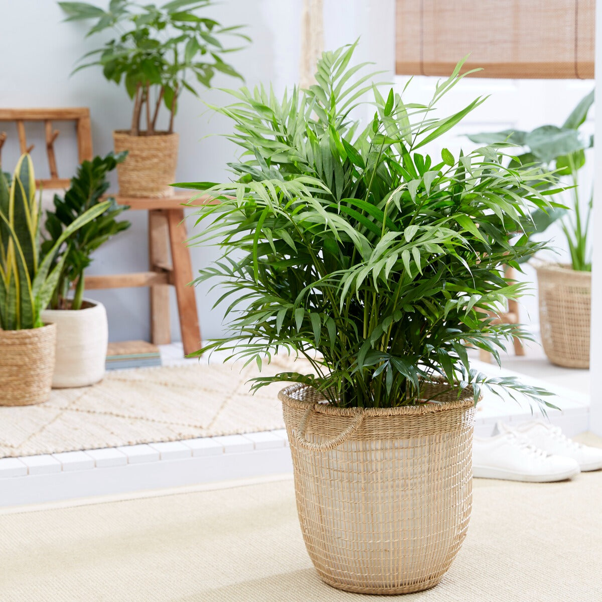 Palmier nain - Palmier des montagnes - Chamaedorea elegans - Willemse