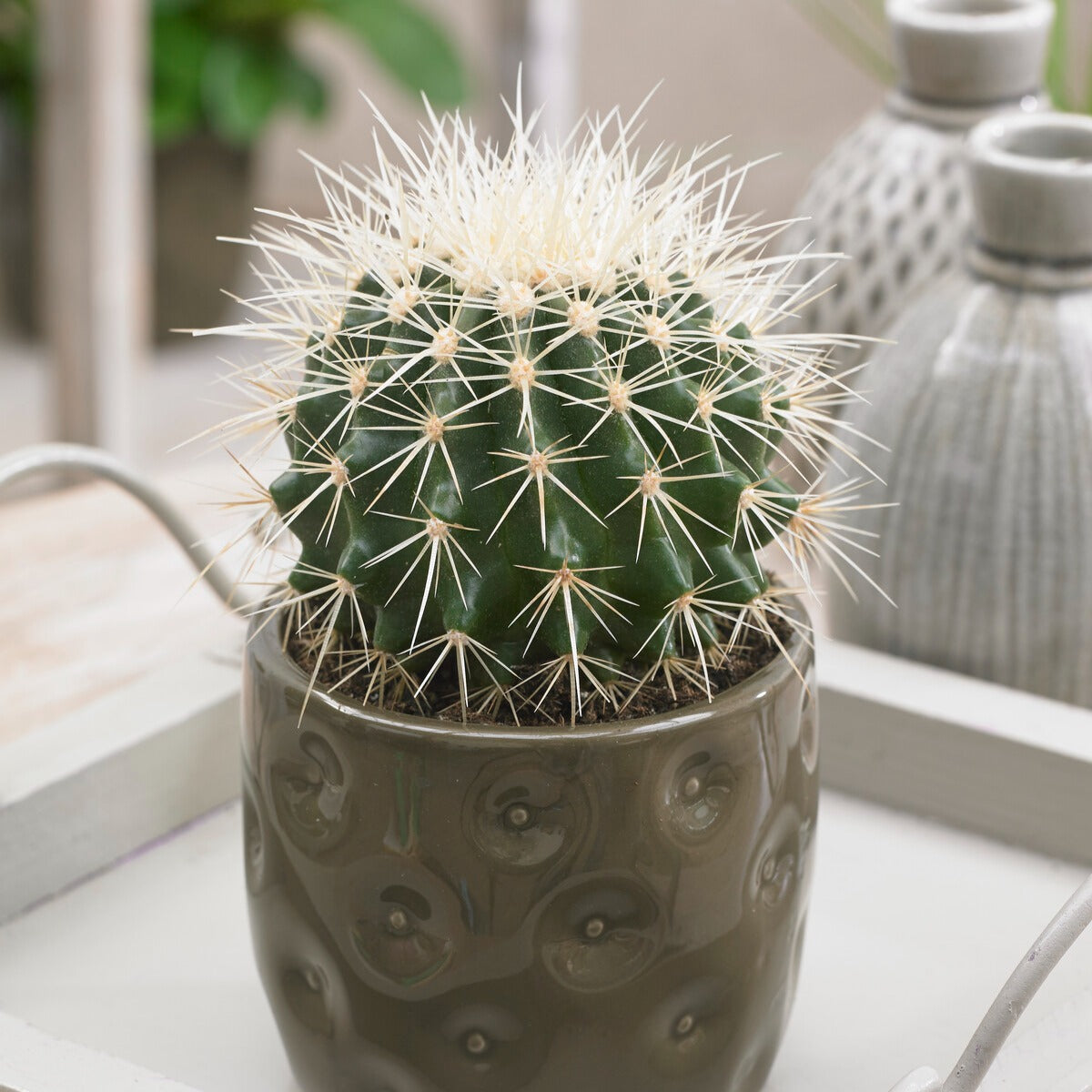 Coussin de belle-mère - Cactus Echinocactus grusonii - Willemse