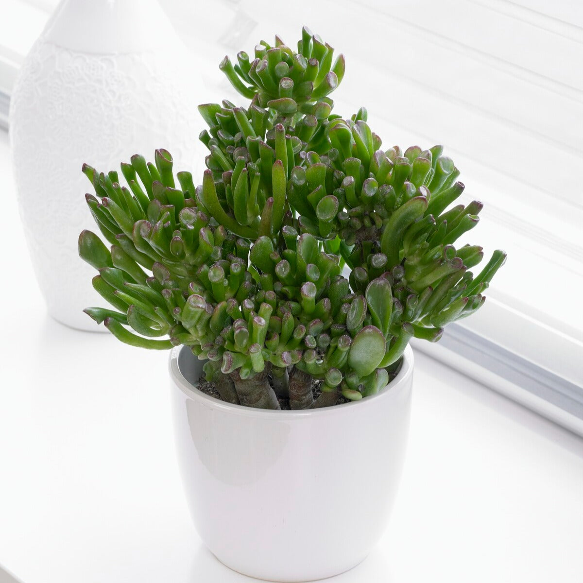 Crassula hobbit - Crassula ovata hobbit - Willemse