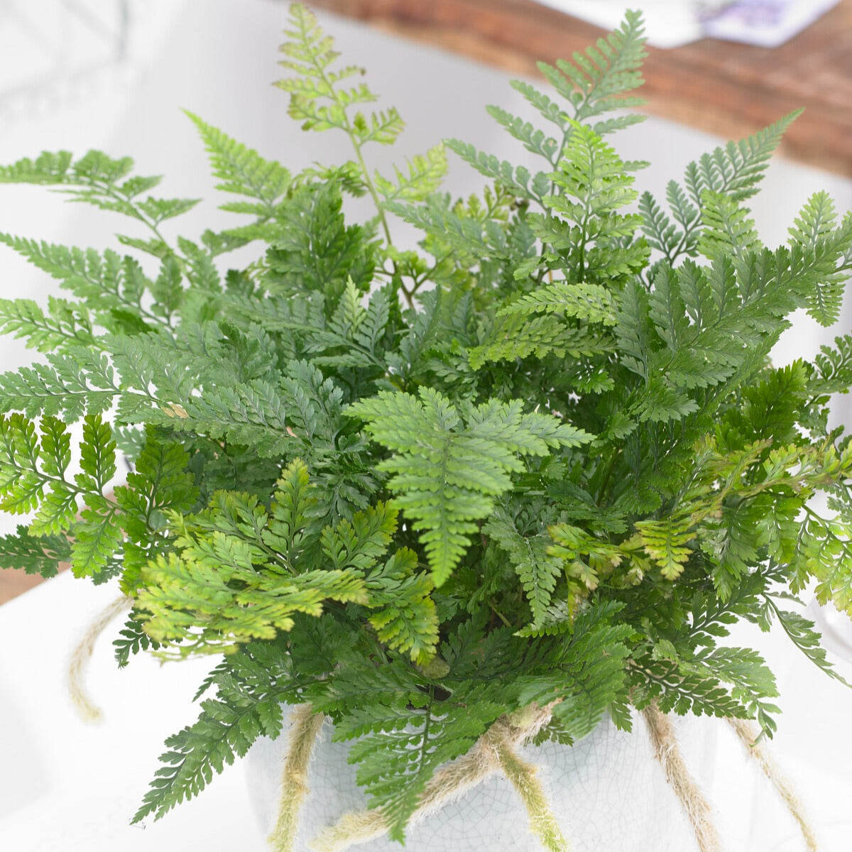 Fougère patte de lapin - Humata tyermanii - Willemse