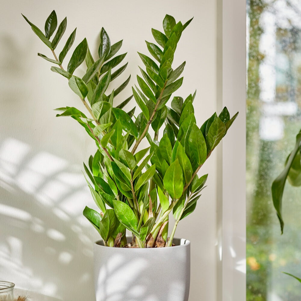 Zamioculcas - Willemse