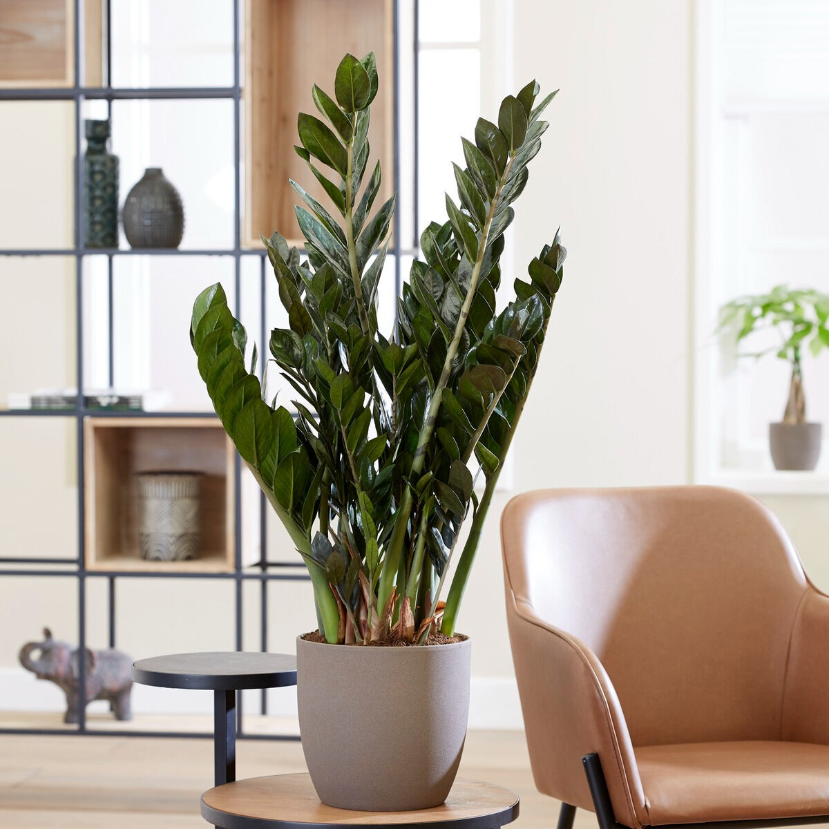 Zamioculcas - Zamioculcas - Zamioculcas zamiifolia