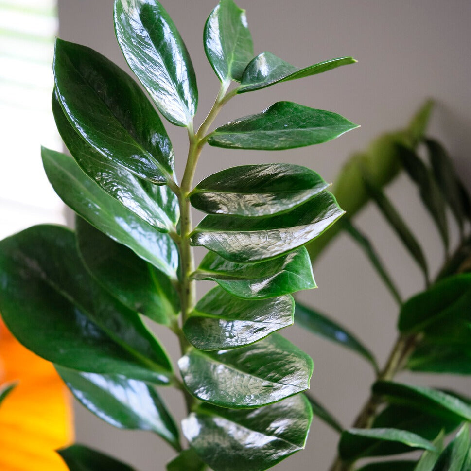 Zamioculcas - Zamioculcas zamiifolia - Willemse