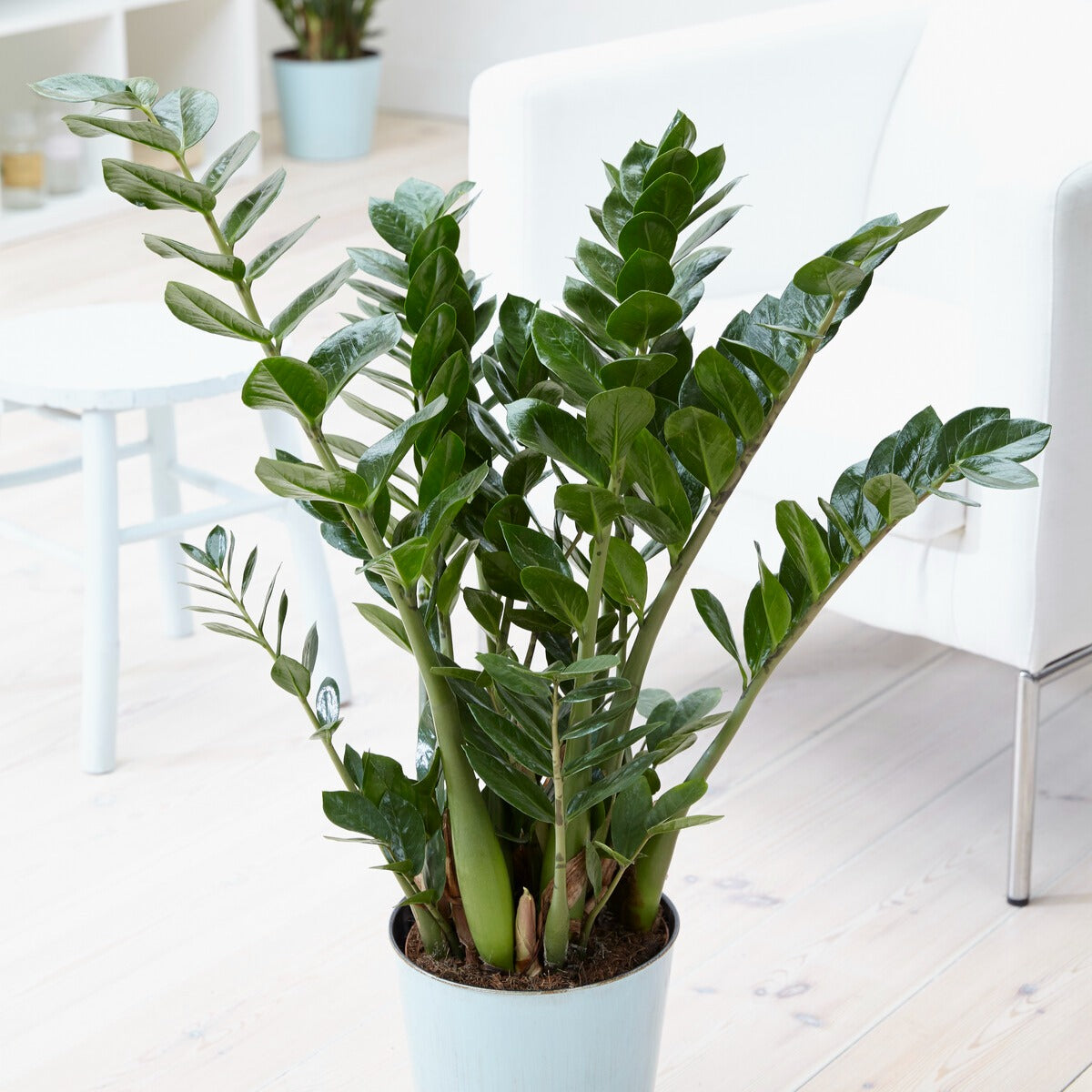 Vente Zamioculcas - Zamioculcas zamiifolia
