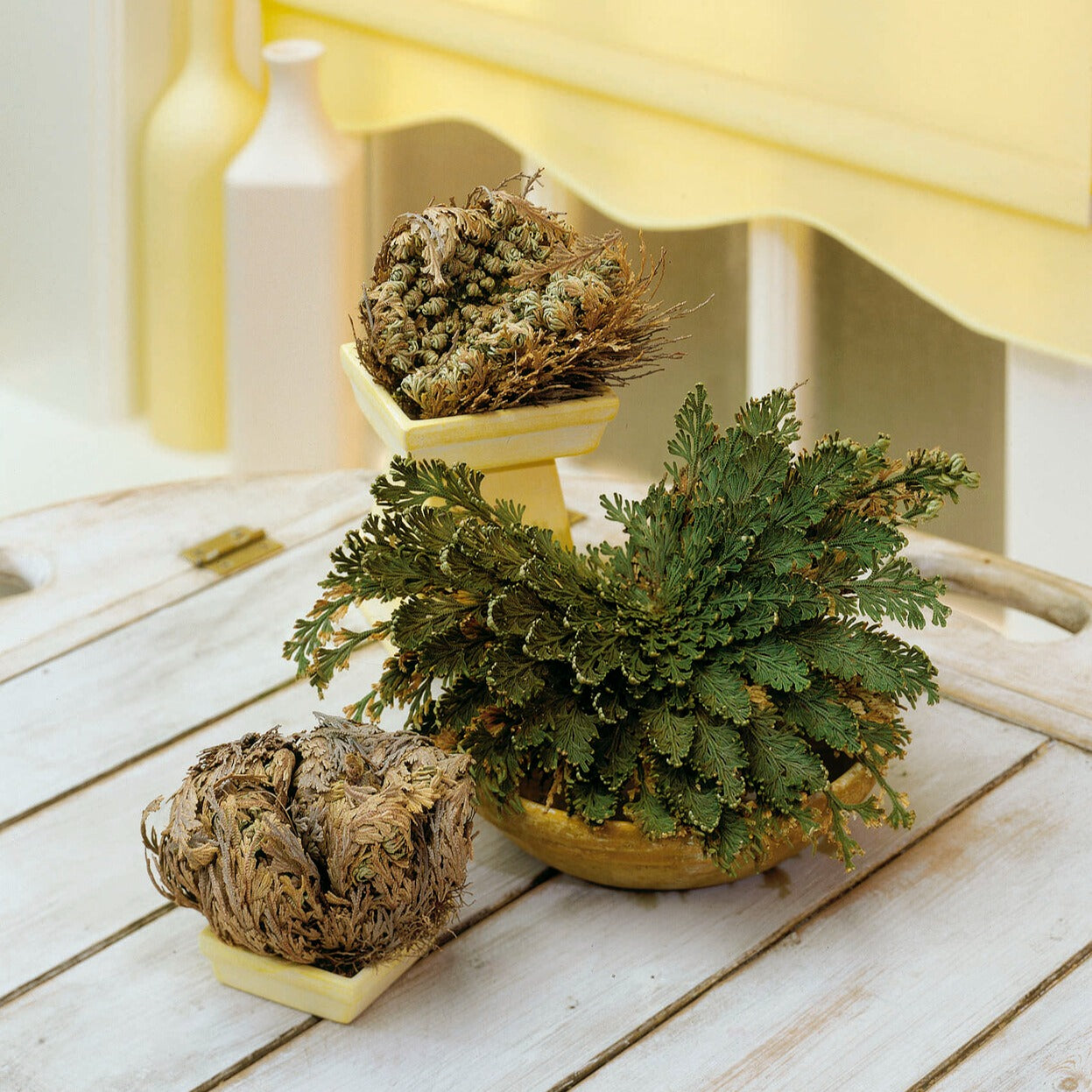 Rose de Jericho - Willemse