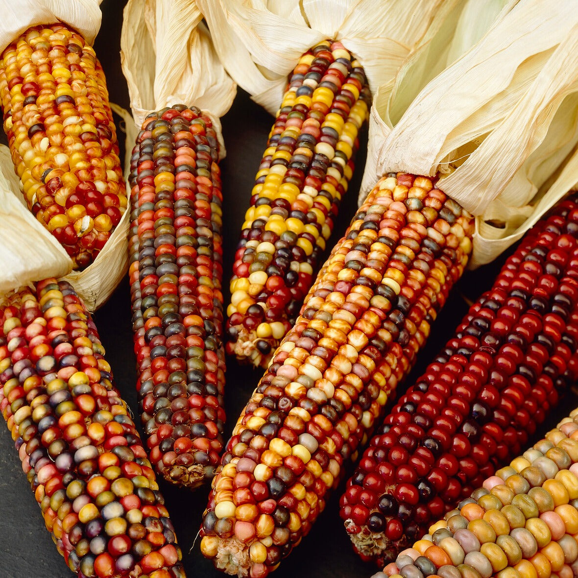 Maïs d'ornement grandes variétés annuel en mélange