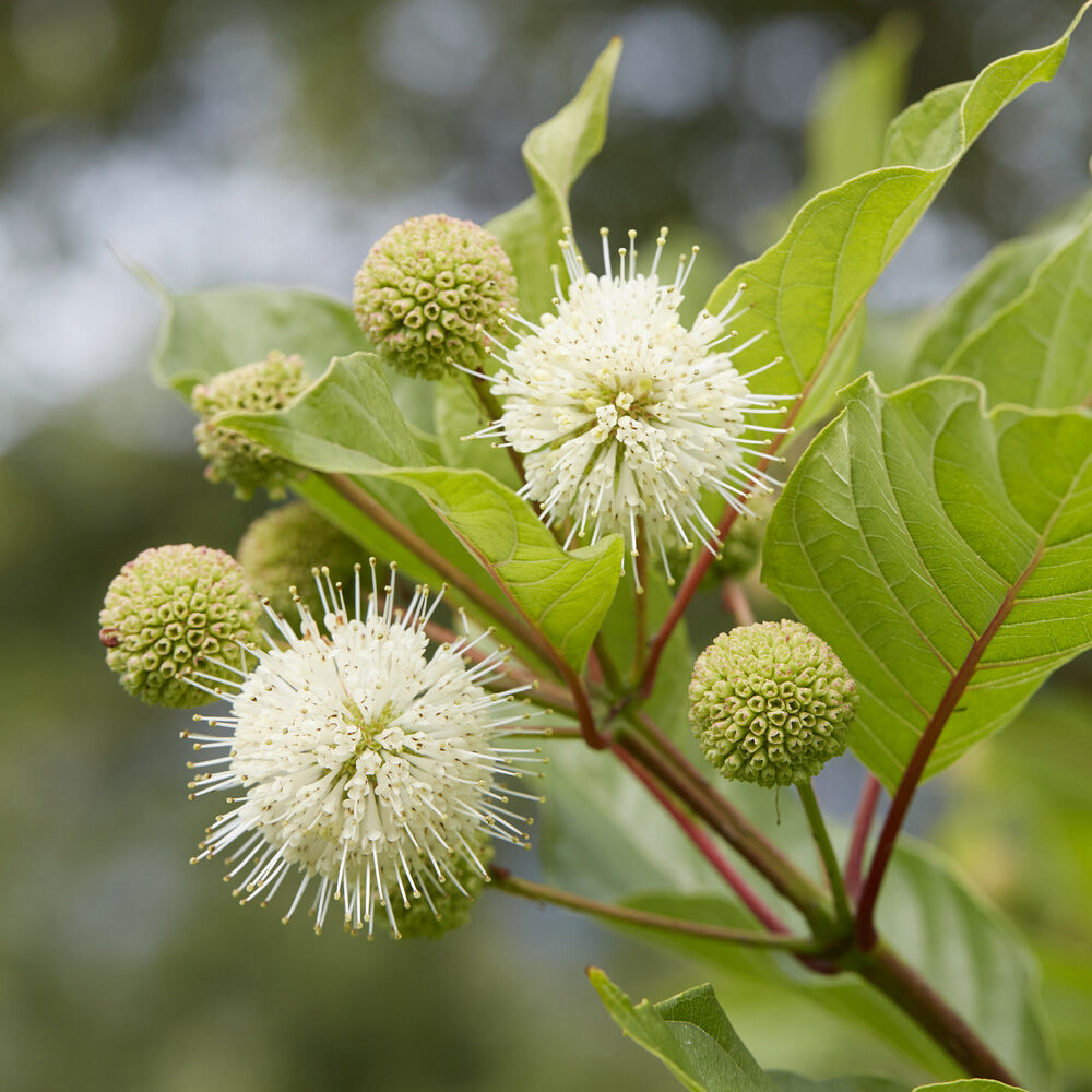 Vente Cephalanthus occidentalis sur tige - Cephalanthus occidentalis