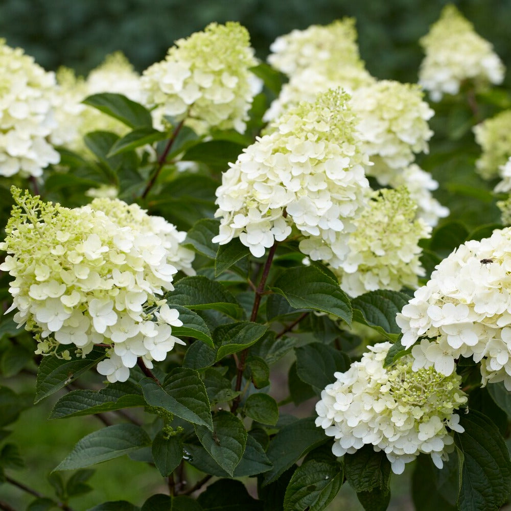Vente Hortensia paniculé Silver Dollar - Hydrangea paniculata Silver Dollar