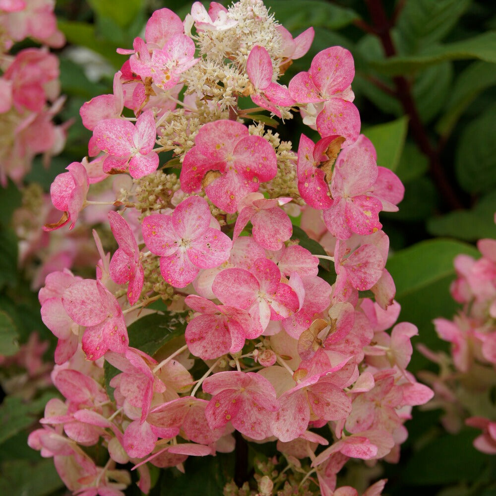 Hortensia paniculé Magical ® Fire - Willemse