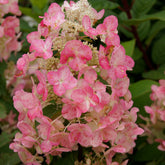 Hortensia paniculé Magical ® Fire - Willemse