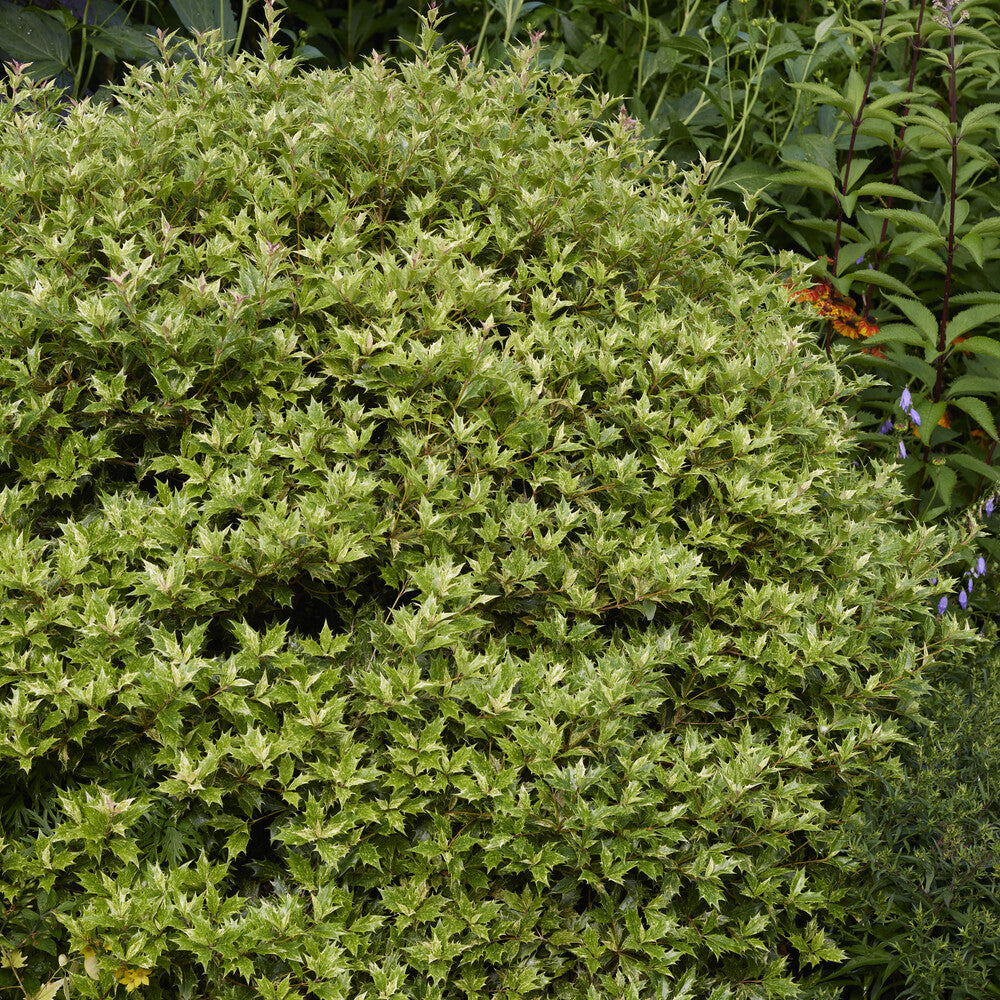 Vente Osmanthe panaché Goshiki - Osmanthus heterophyllus Goshiki