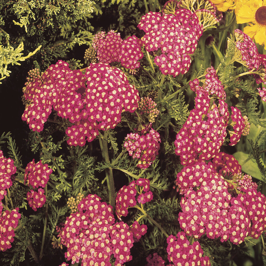 Achillea millefolium Cerise Queen - Achillée millefeuille Cerise Queen - Achillée