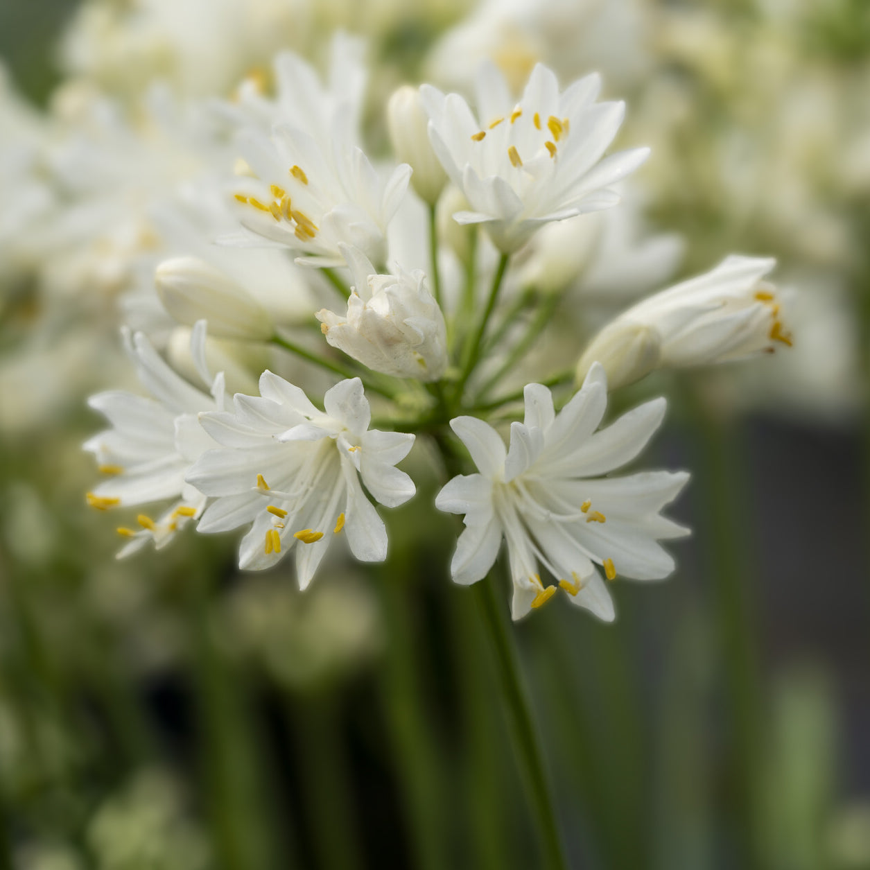 Agapanthe Double Diamond - Agapanthus rfdd double diamond - Willemse