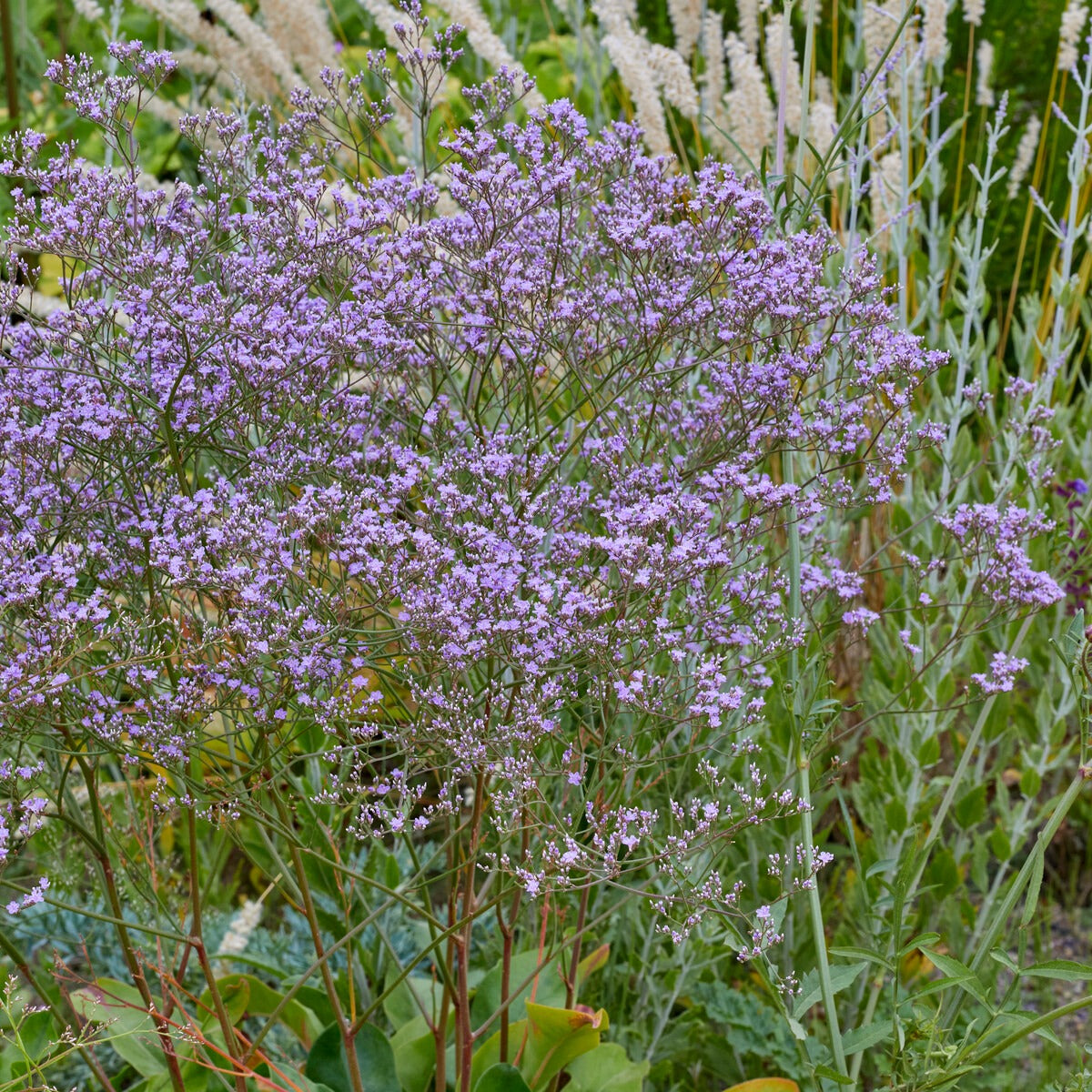 Statice vivace - Willemse